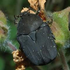 Potosia morio